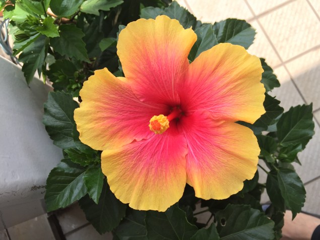 ハイビスカスの鉢植え 有限会社岡本製作所 ハイビスカスの鉢植え 有限会社岡本製作所